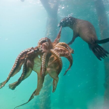 Ronis uzbrūk astoņkājim un iekož viņam kājā