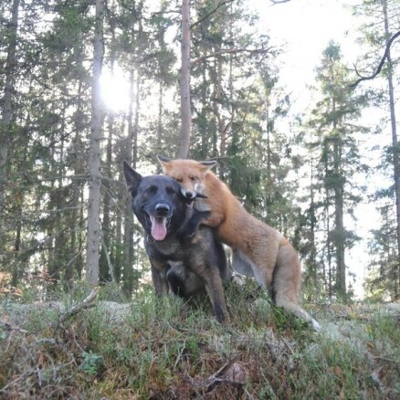 Neparastākie draugi Norvēģijā – lapsa un suns