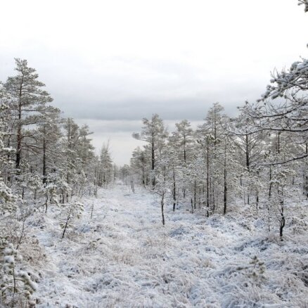 'Latvijas valsts meži' gadu plāno noslēgt ar 404,8 miljonu eiro apgrozījumu