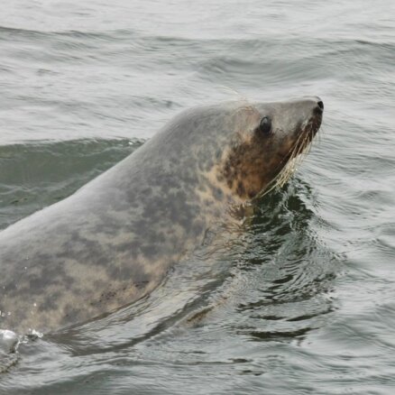 В Латвии разрешили охоту на тюленей. Рыбакам выплатили 168 тысяч евро за ущерб от них