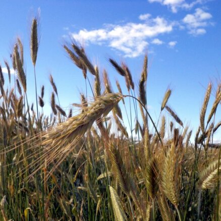 G7 и страны ЕС намерены помочь Украине с экспортом зерна