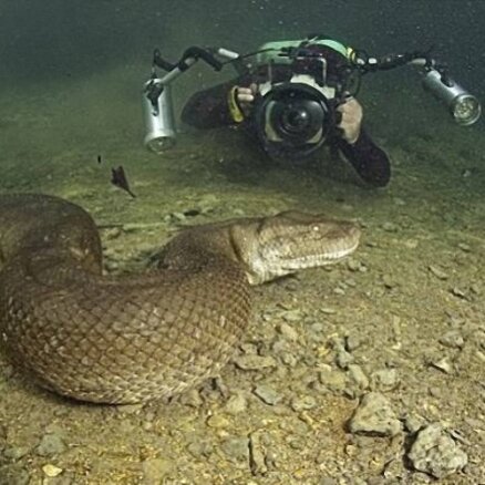 Kā pasaulē lielākā čūska izskatās tuvplānā