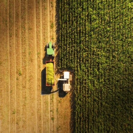 Vai maize šoruden kļūs par delikatesi? Zemnieki bažījas par ražu