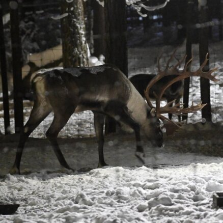 ФОТО. В Рижском зоопарке наступают Зимние ночи