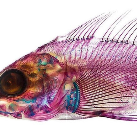 Mākslas projekts: Izbalinātas zivis spilgtās krāsās
