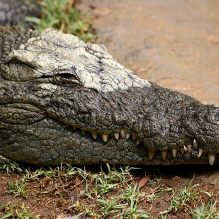 Крокодил  Гена переварил проглоченный мобильник