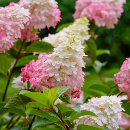Iespaidīgās ziedu bumbas dārzā – hortenzijas. Skaistākās šķirnes un padomi kopšanā