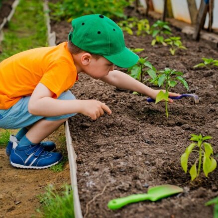 Bērns palīdz dārza darbos – vai un kā iesaistīt