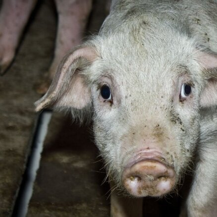 У литовских свиней обнаружена африканская чума