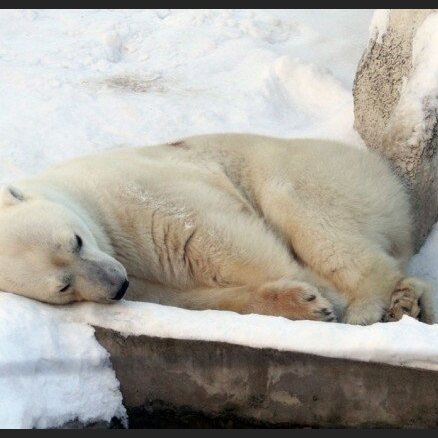 Рижский зоопарк  не откажется от белого медведя