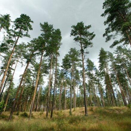'Ikea' grupas uzņēmums iegādājies vienu no lielākajiem mežu īpašumiem Latvijā, LVM – bešā