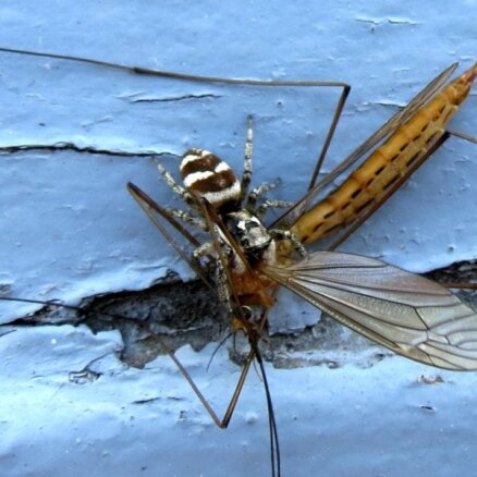 Neparasts foto: Kā lēcējzirneklis sakampj milzu odu