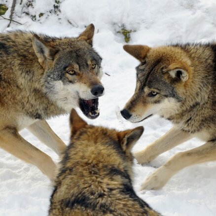 В Латвии завершен сезон охоты на волков