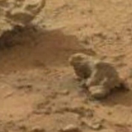 Uz Marsa NASA bildē saskatīta pārakmeņojusies iguāna