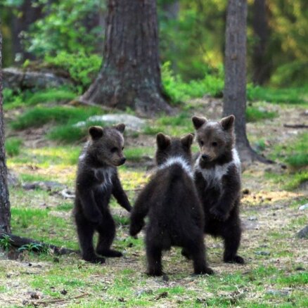 Foto: Trīs lāču bērniņi mežā danco uz nebēdu