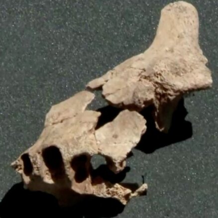 Spānijā atrod, iespējams, Eiropā senāko cilvēku priekšteču fosiliju