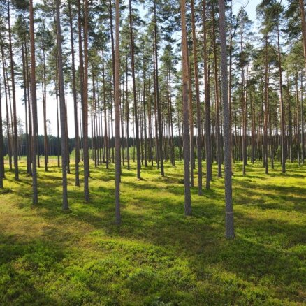 Īpašnieki mežus pārdevuši pat trīs reizes lētāk par tirgus cenu, norāda 'Latio'
