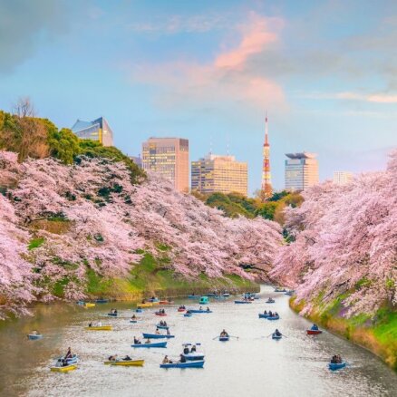 Pavasara vēstneses sakuras: ieteikumi ceļojumiem uz Japānas ķiršu dārziem