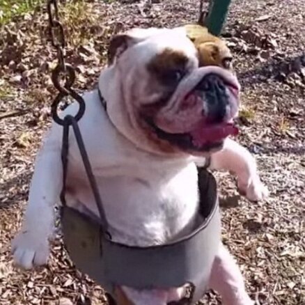 Video: Kā izskatās, ja šūpolēs ieliek buldogu