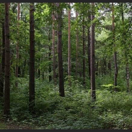 Dubultu mežā atrasts cilvēka skelets