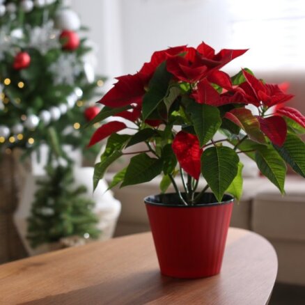 Seši Ziemassvētku augi, ar kuriem rotāt māju. Padomi, kā par tiem parūpēties