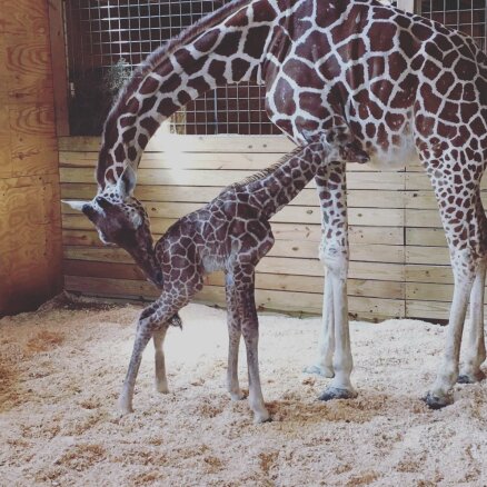 Video: Grūsnā žirafe Eiprila beidzot pasaulē laiž mazuli