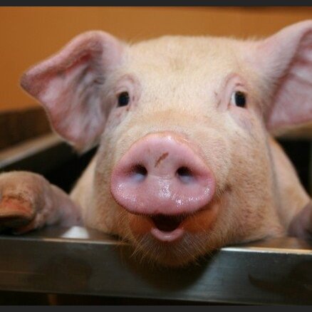 Беларусь ввела запрет на ввоз свинины из Литвы