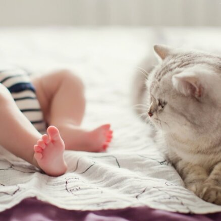 Kaķis un jaundzimušais. Kā sagatavot mājdzīvnieku bērna ienākšanai ģimenē
