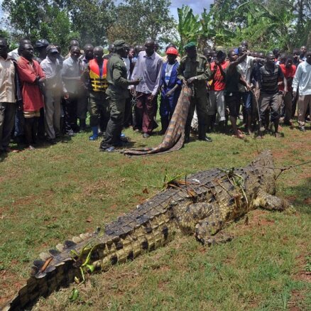 В Уганде пойман крокодил-людоед весом в тонну