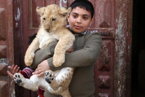 Gazas sektorā ģimenē kopā dzīvo mazi bērni un lauvas