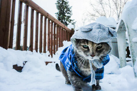 Мороз, уходи: 10 котиков, которые уже устали от этой зимы