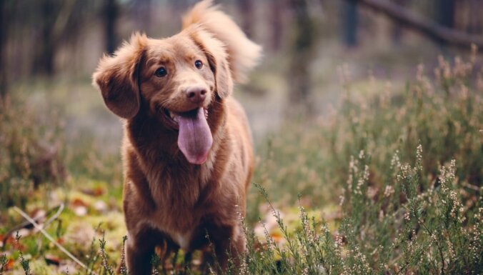 10 laimīgas dzīves noteikumi ikdienā ar suni
