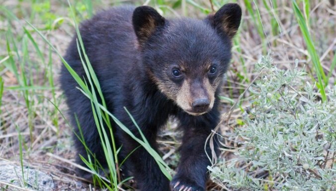 Редкий кадр. В Пярнуском уезде в объектив скрытой камеры попала медведица с пятью медвежатами