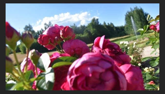 Рекомендуют производители: Топ-5 самых выносливых и проверенных сортов роз