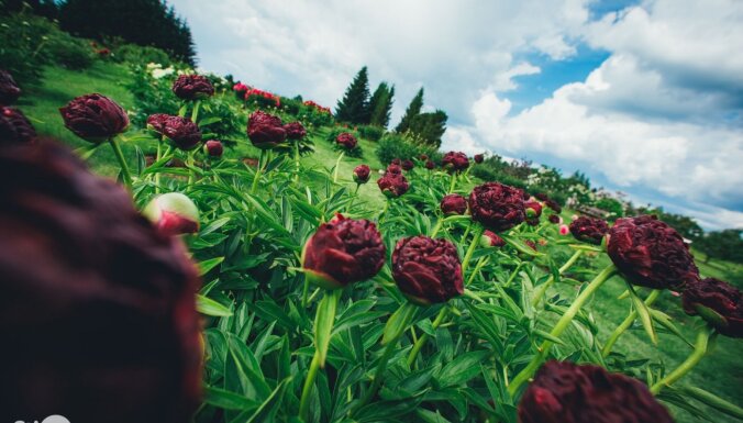 Foto: Kalsnavas arborētumā zied iespaidīgā peoniju kolekcija