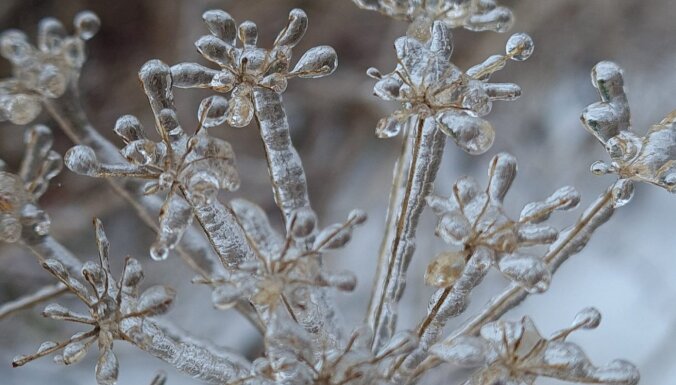 ФОТО. Ледяной дождь превратил полевые растения в сказочные цветы