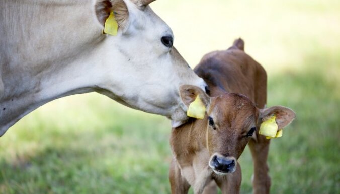 Lai bērni zinātu, kas ir govs – aicina skolēnus braukt ekskursijās uz lauku saimniecībām