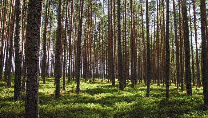 Top 20 lielākie mežu īpašnieki. Ar Latvijas kapitālu vien retais uzņēmums