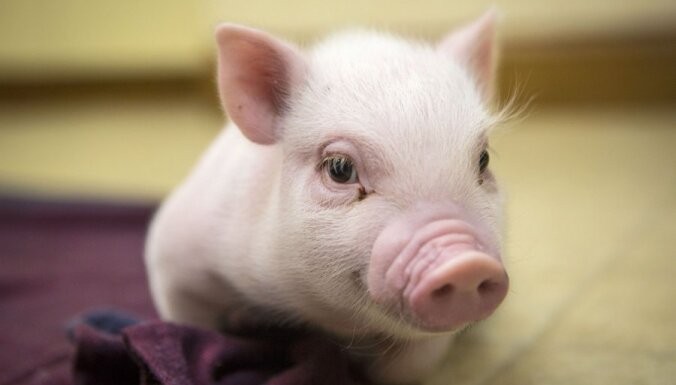Из-за запрета России на импорт свинины убытки латвийских фермеров - свыше 13 млн. евро