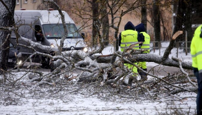 Последствия шторма: количество поваленной и сломанной бурей древесины достигает 12 000 кубометров