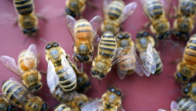 Укус пчелы, неудачный ваксинг и не только: как предотвратить воспаление кожи летом