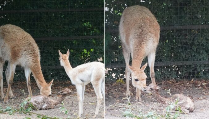 Rīgas zoo piedzimis vikunju mazulis