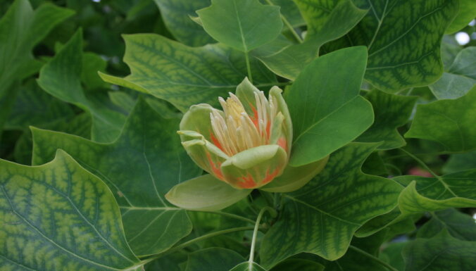 Dabas untumi: neierasti garās vasaras dēļ Salaspilī otrreiz zied magnolijas