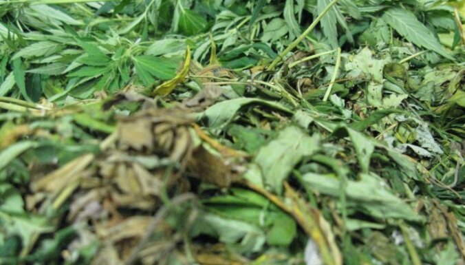 В ходе обысков полиция изъяла 200 кг марихуаны