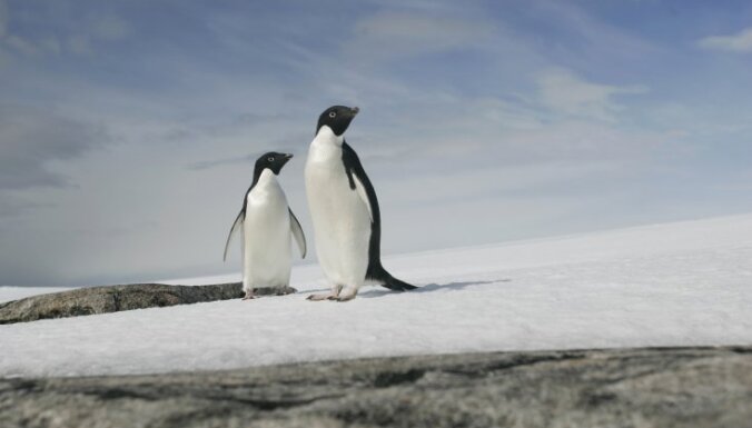 Редкий вид пингвина замечен на побережье Новой Зеландии - в трех тысячах километрах от дома в Антарктиде