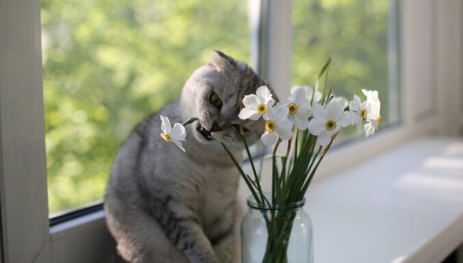 Kaķis ēd ziedus, kā pasargāt?
