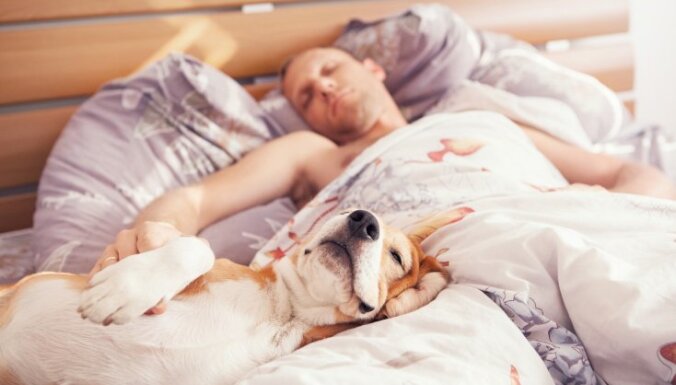 Pētījums: gulēšana kopā ar mājas mīluli uzlabo miega kvalitāti