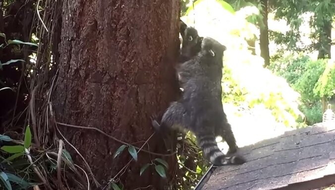Video: Pacietīga jenotu māte māca savai atvasei kāpt kokā