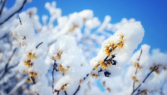 Ziedi sniegotās kupenās: LU Botāniskajā dārzā uzziedējusi burvjulazda
