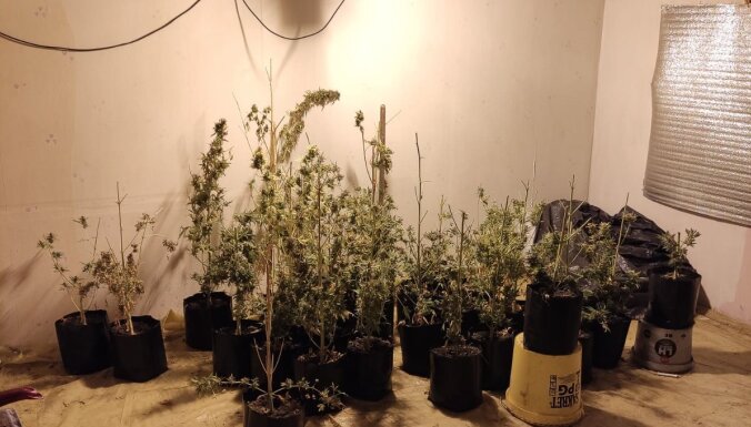 ФОТО. В Даугавпилсе полиция обнаружила ферму по выращиванию каннабиса в нежилой квартире многоэтажки